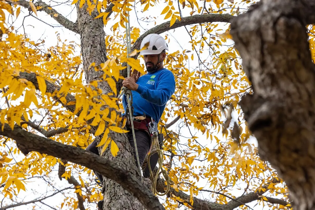 Skilled Tree Trimming crew working in White City